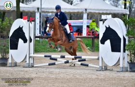 PICCOLO JONNY CAVALLO DI BARBIE