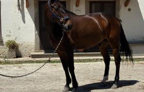 CARAMBAR MERZE